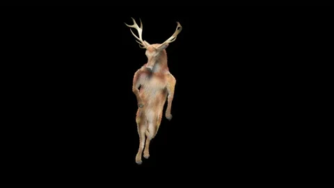 Deer, with Alpha matte. 库存影片 166189185