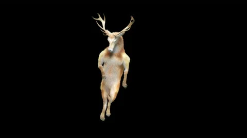 Deer, with Alpha matte. 스톡 동영상 166189286