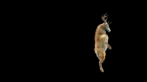 Deer, with Alpha matte. Stock Footage 166521804