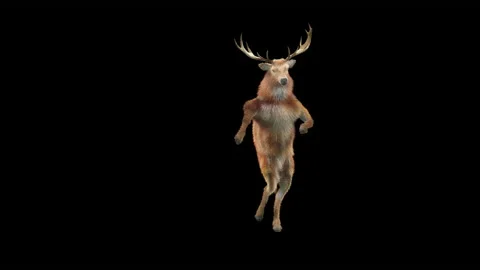 Deer, with Alpha matte. Stock Footage 167025620