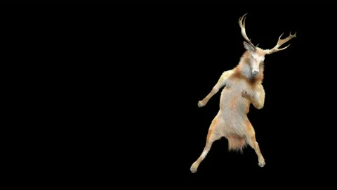 Deer, with Alpha matte. Video stock 167605921