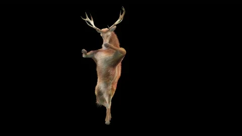 Deer, with Alpha matte. 库存影片 173194170