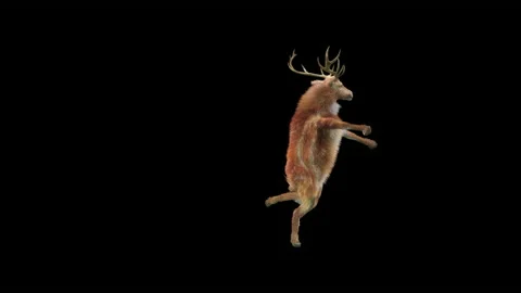 Deer, with Alpha matte. 動画素材 176467375