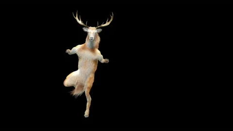 Deer, with Alpha matte. Video stock 176469536