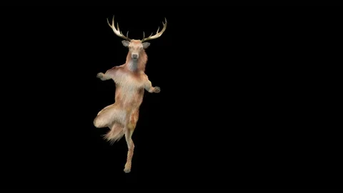 Deer, with Alpha matte. 스톡 동영상 176469716