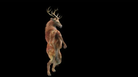 Deer, with Alpha matte. 库存影片 179556100