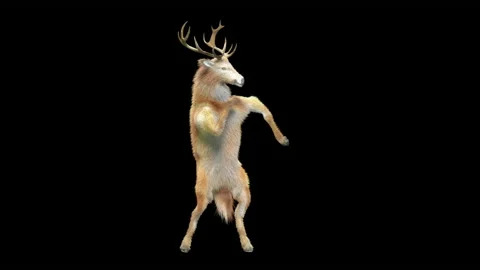 Deer, with Alpha matte. 库存影片 195949881