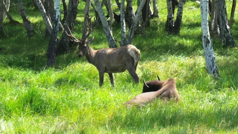 Deer and bison in the forest Stock Footage 159718032