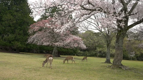 Deer and Cherry Blossoms in Nara Park Stockbeeldmateriaal 332842432