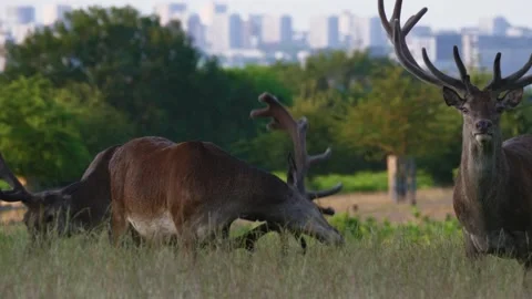 Deer and the City 動画素材 245702710
