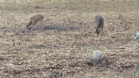 DEER AND CRANES SHARING A FIELD Stock Footage 85569877
