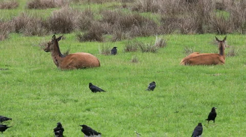Deer and crows Video stock 918625