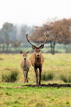 Deer and doe Stock Photos