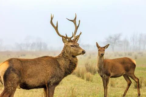 Deer and doe Stock Photos