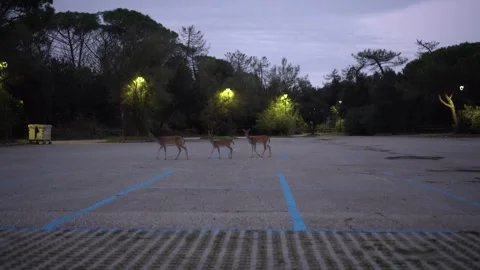 Deer and Fallow Deer Crossing Parking Lot Near Bosco di Mesola at Night Stock Footage 296489255