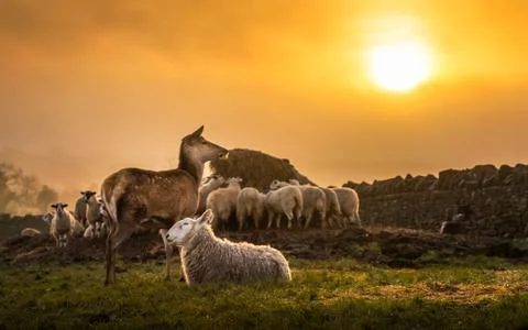 A deer and a flock of sheep enjoying a sunrise in Broadway Cotswolds Stock Photos