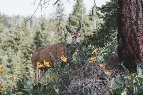 Deer and Flowers Stock Photos