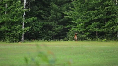 Deer and Fox standing on edge of field Stock-Footage 135759322