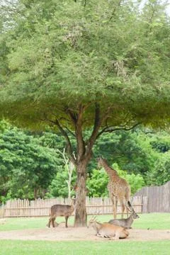 Deer and giraffe under a tree. Stock Photos