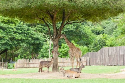 Deer and giraffe under a tree. Stock Photos