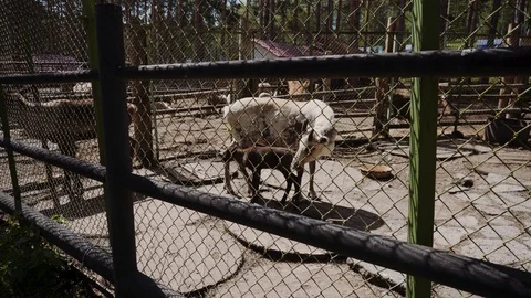 Deer and his cub in the open-air zoo Stock Footage 111570729
