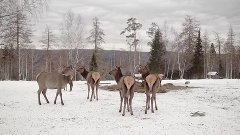 Deer and leader in winter forest Stock Footage 70286802