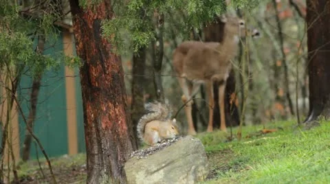 Deer and little squirrel Video stock 22338069