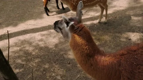Deer and llama Stock Footage 137656216