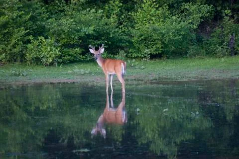 Deer and Reflection Stock Photos