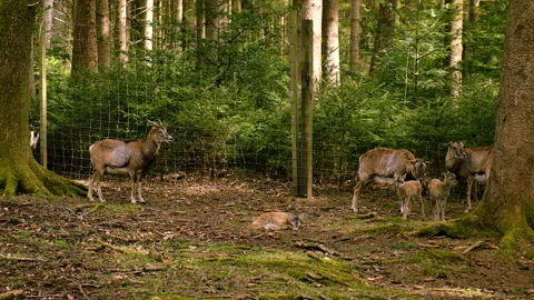 Deer and roe deer in the forest. Selective focus. Stock Footage 225939698