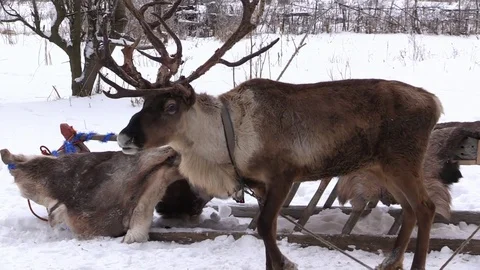 Deer and sledge in the winter forest nature reserve Stock Footage 70738903
