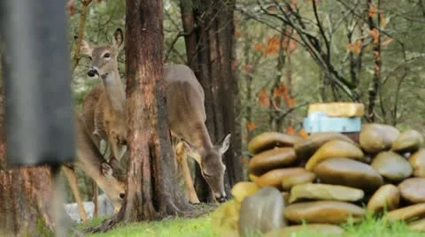 Deer and squireel Video stock 22337472