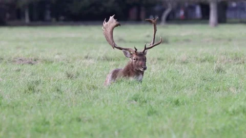 Deer and stags in Phoenix Park, Dublin Video stock 219935576