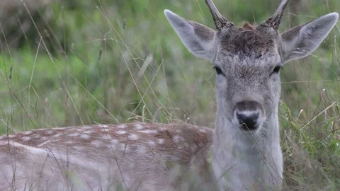 Deer and stags in Phoenix Park, Dublin Stock Footage 219935591