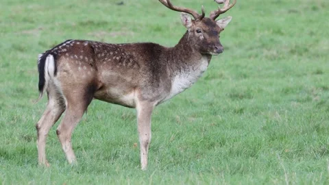 Deer and stags in Phoenix Park, Dublin Video stock 219935655
