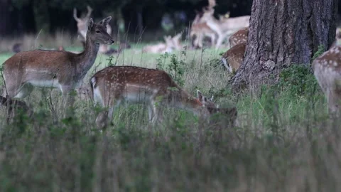 Deer and stags in Phoenix Park, Dublin Stock Footage 219935694