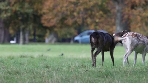 Deer and stags in Phoenix Park, Dublin Video stock 219935719
