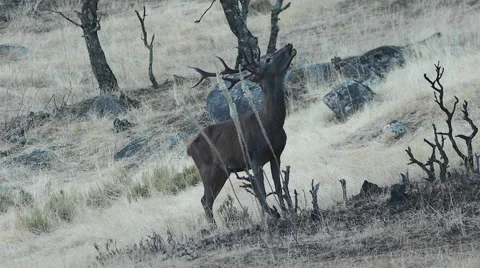 Deer in Andalusia Stock Footage 68718154