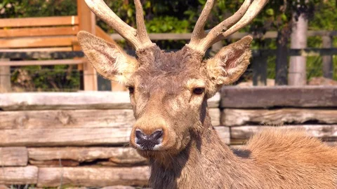 Deer Animal Face Stock-Footage 102884410