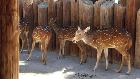 Deer (Animal) Stock Footage 242539612