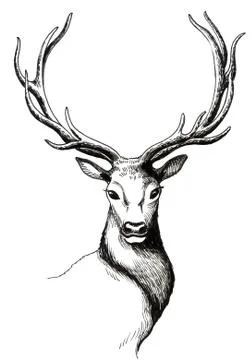 Deer animal Stock Illustration