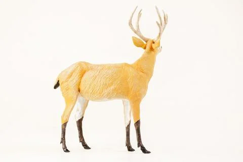 Deer animal on isolated background Stock Photos