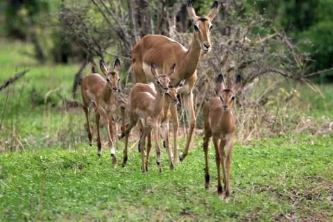 Deer antelope Stock Photos