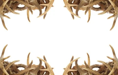 Deer antler border Stock Photos
