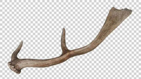 Deer antler Stock Photos