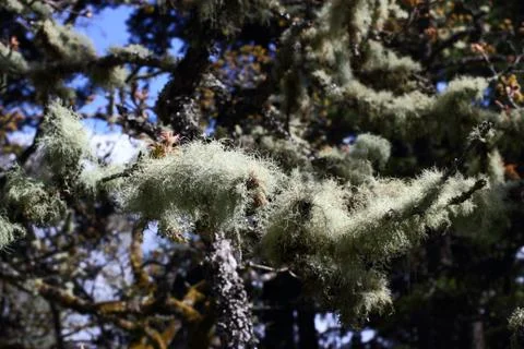 Deer antler tree moss Stock Photos