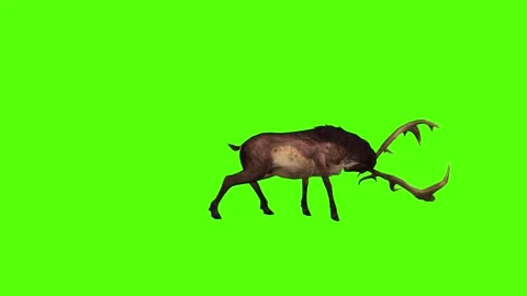 Deer Antlers Attack Green Screen Animation 4K Rendering Stock Footage 295556074