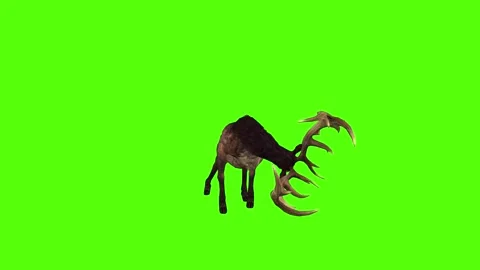 Deer Antlers Attack Green Screen Animation 4K Rendering Видео 295556083