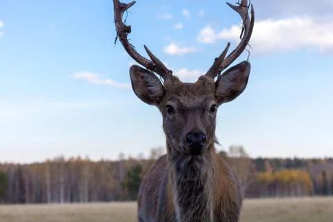 Deer with antlers chic during the spring moult Stock Photos