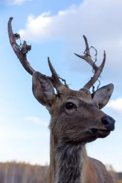 Deer with antlers chic during the spring moult Stock Photos